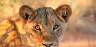 Escrever é como caçar leões: a linguagem como território de poder em “A Confissão da Leoa”, de Mia Couto